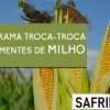 Programa ‘Troca-Troca’ de Sementes de Milho e Sorgo SAFRINHA 2022/2023 