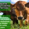 CAMPANHA DE VACINAÇÃO CONTRA A FEBRE AFTOSA